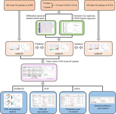 Immunogenomic Landscape and Immune-Related Gene-Based Prognostic Signature in Asian Gastric Cancer